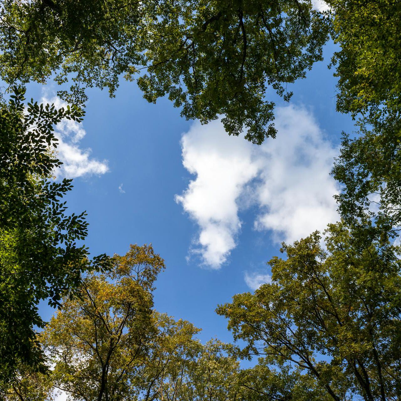 cranio voor kinderen