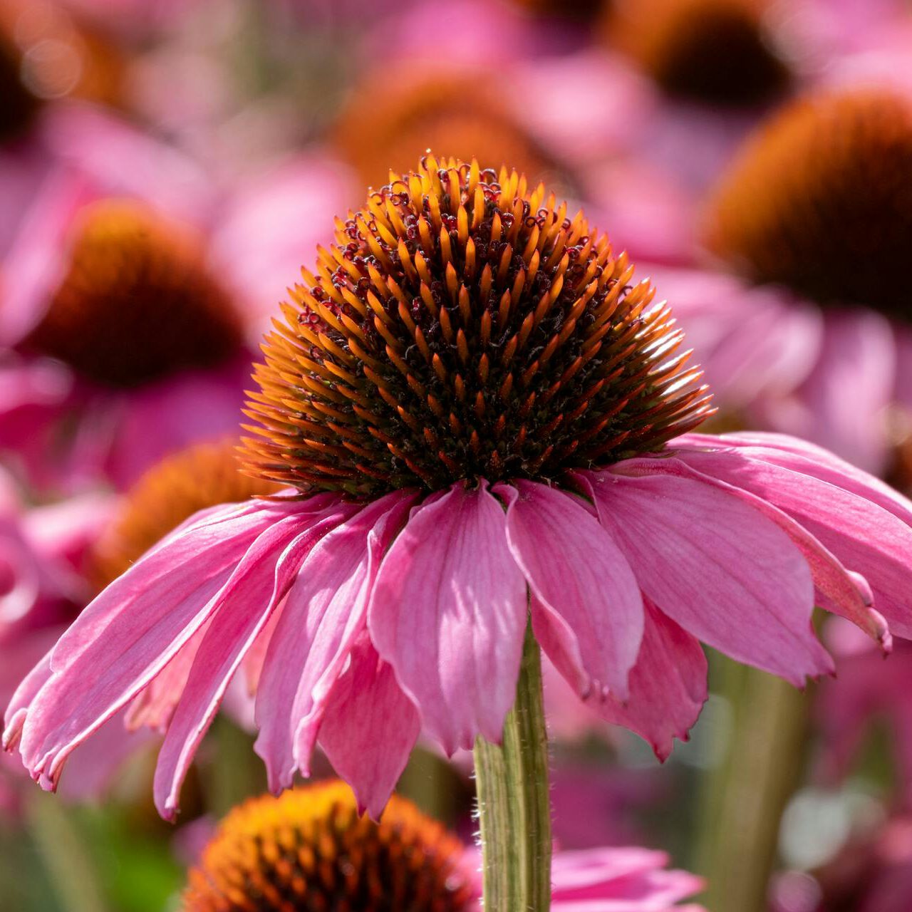 afspraak maken cranio sacraal therapie